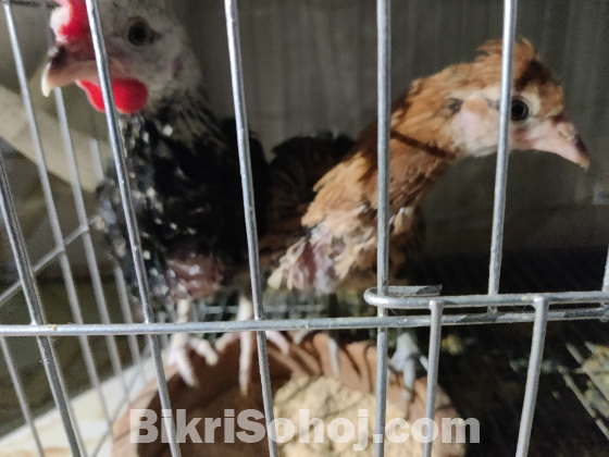 পাহাড়ি লাইজ্জা বাচ্চা